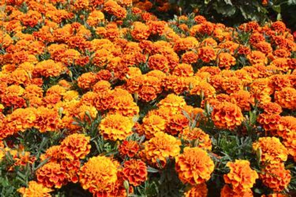 Barbara "Bobbie" Lee Morse Profile Photo