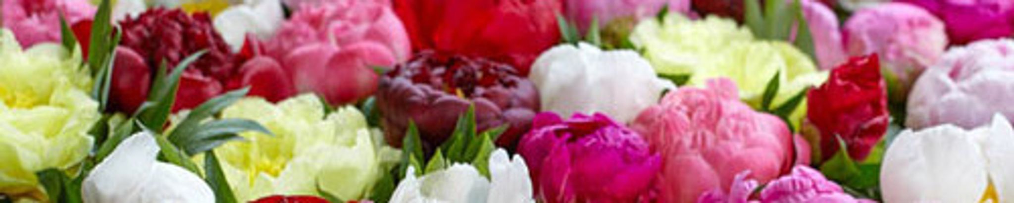 Cover photo for Martha Fay Snyder's Obituary