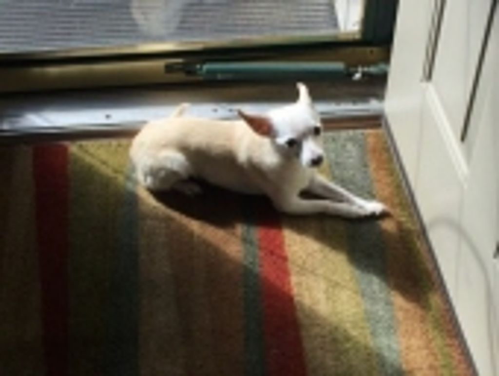 Benny Wittek Profile Photo