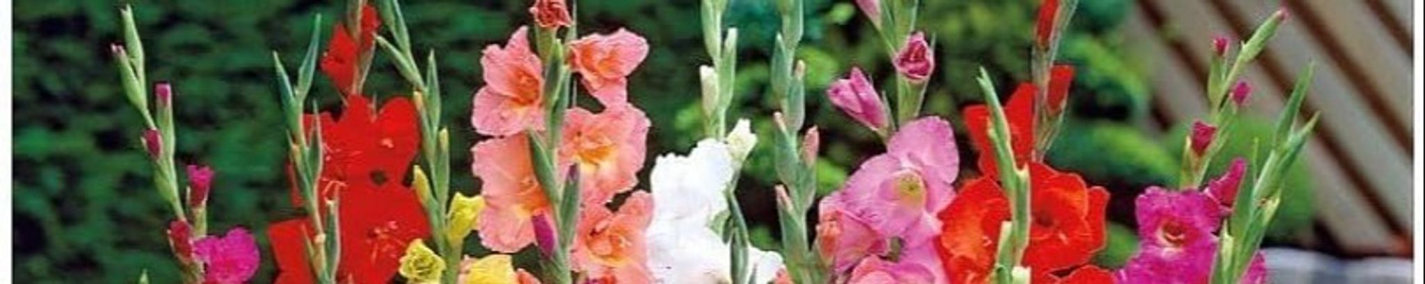 Cover photo for Gloria J. Juhl's Obituary