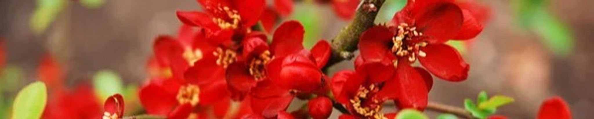 Cover photo for Glona Hollander's Obituary