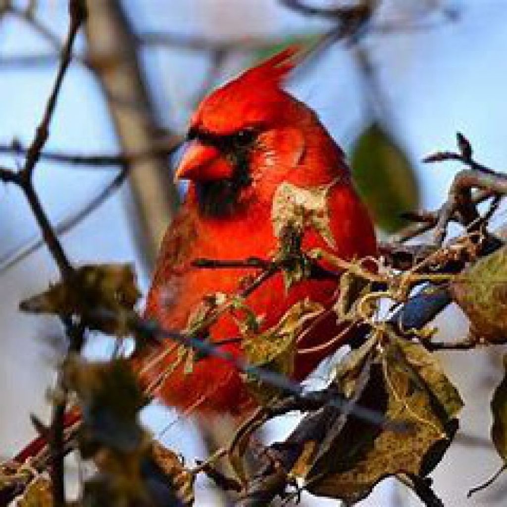 Carmen E. Moutinho Profile Photo