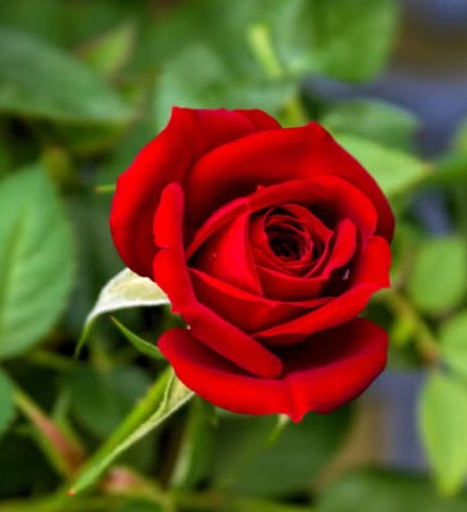 Jacqueline Ann "Jacqui" Groves