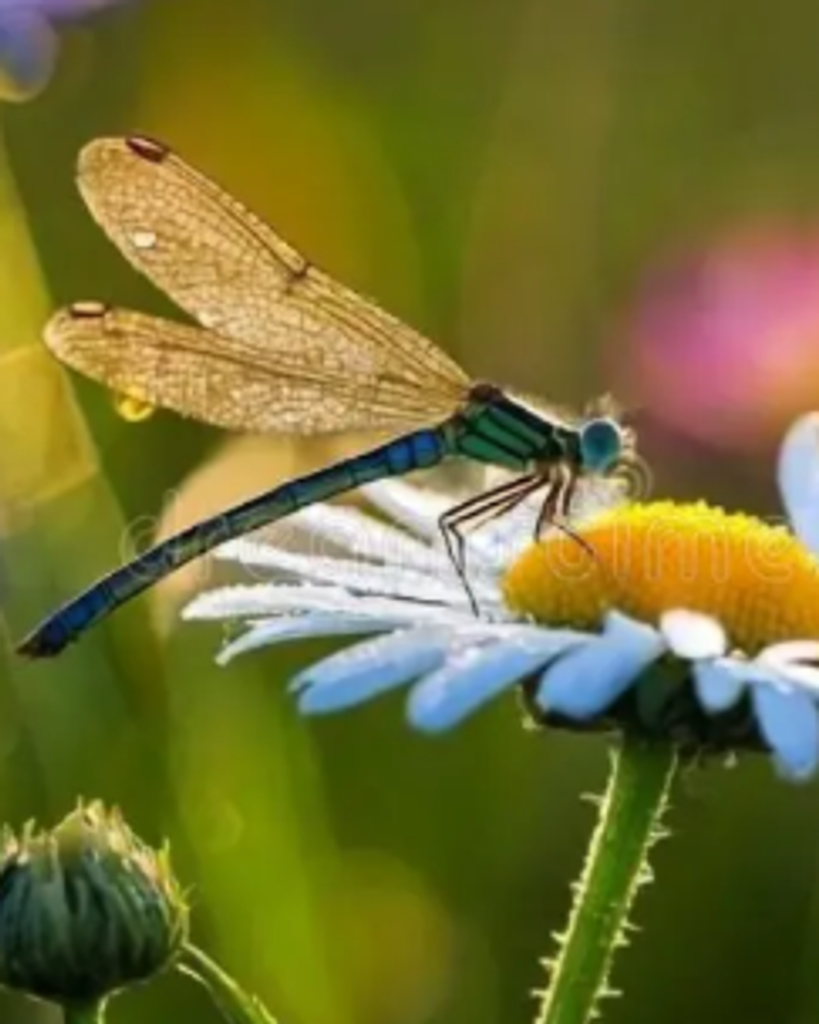 Denise Paratto Profile Photo