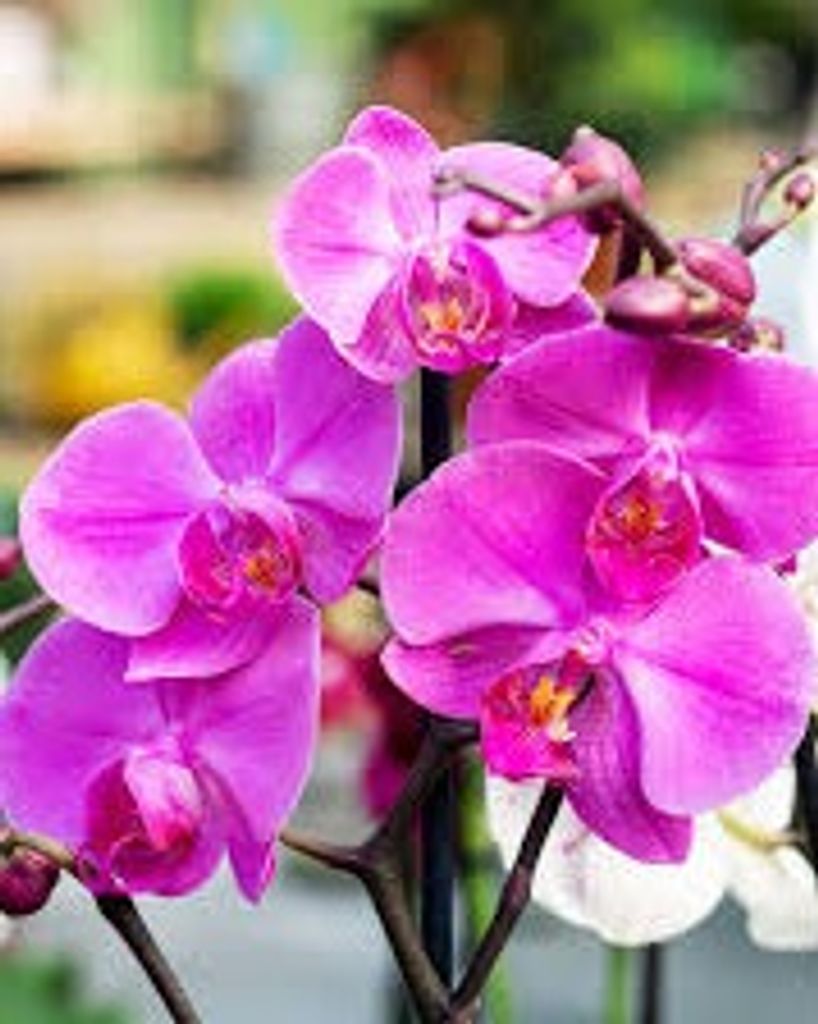 Paeton Leighann Weaver Burkett