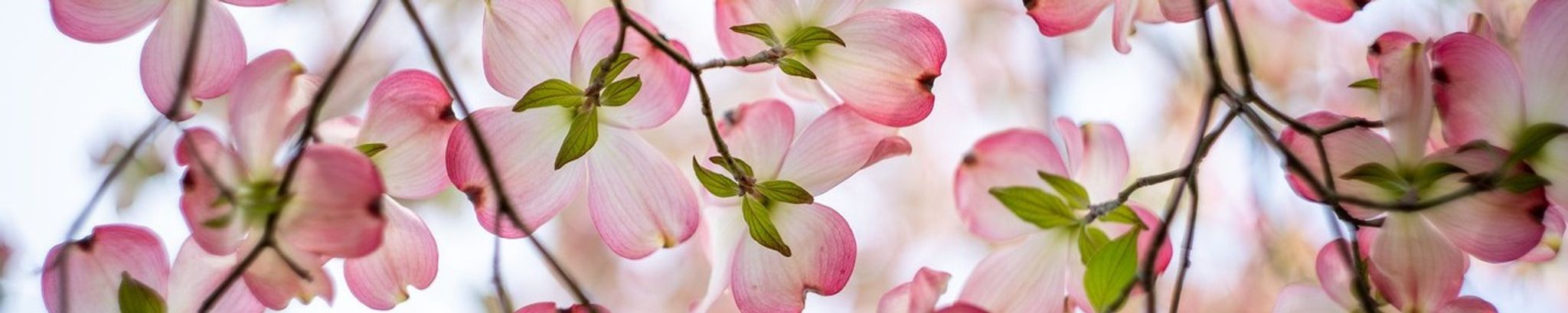 Cover for Betty Goad's Obituary