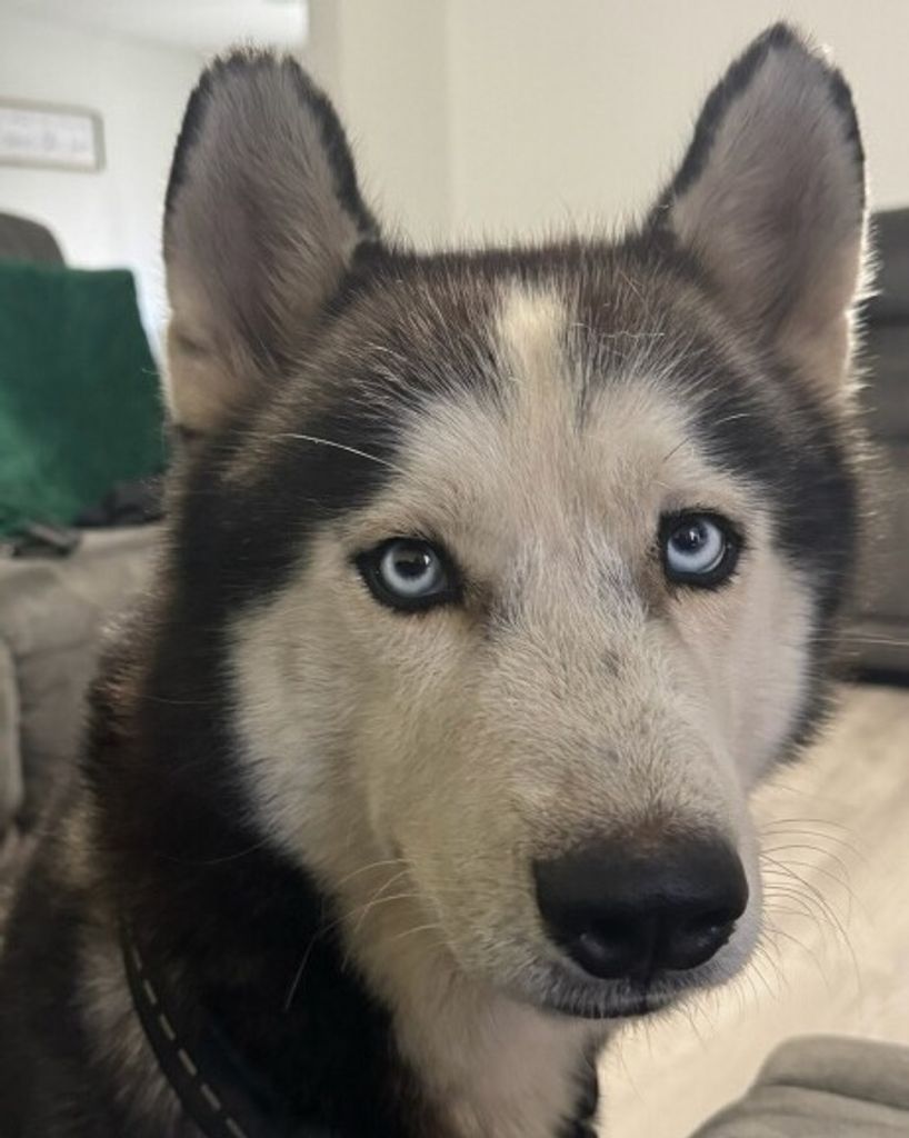 Yoshi Carlock Profile Photo