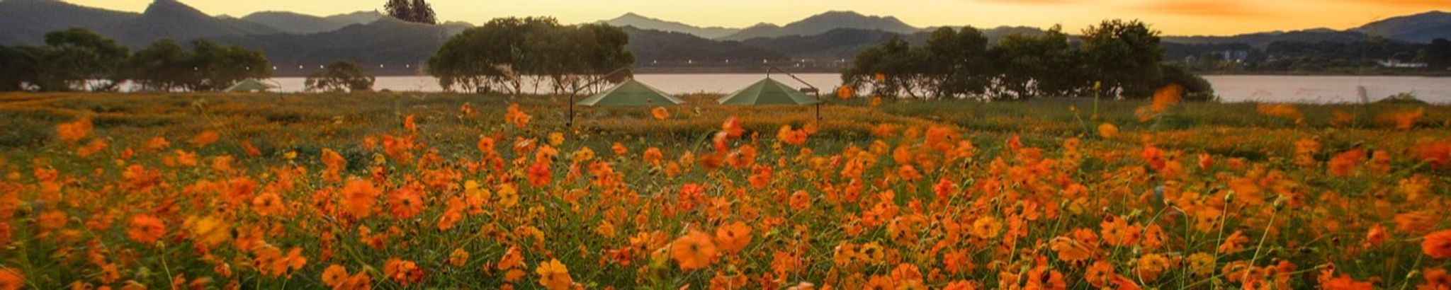 Cover for Gerri Sue Berkowitz's Obituary