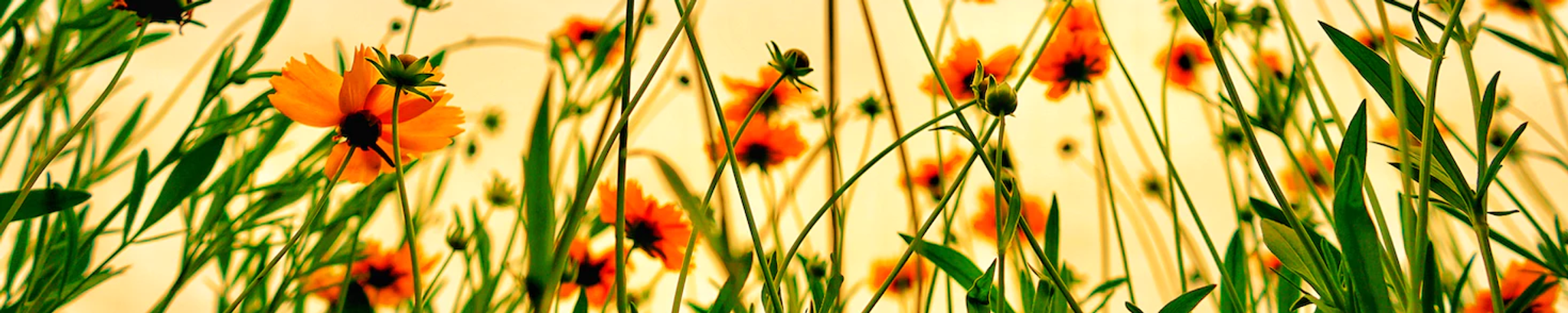 Cover photo for Carol Ann Reid's Obituary
