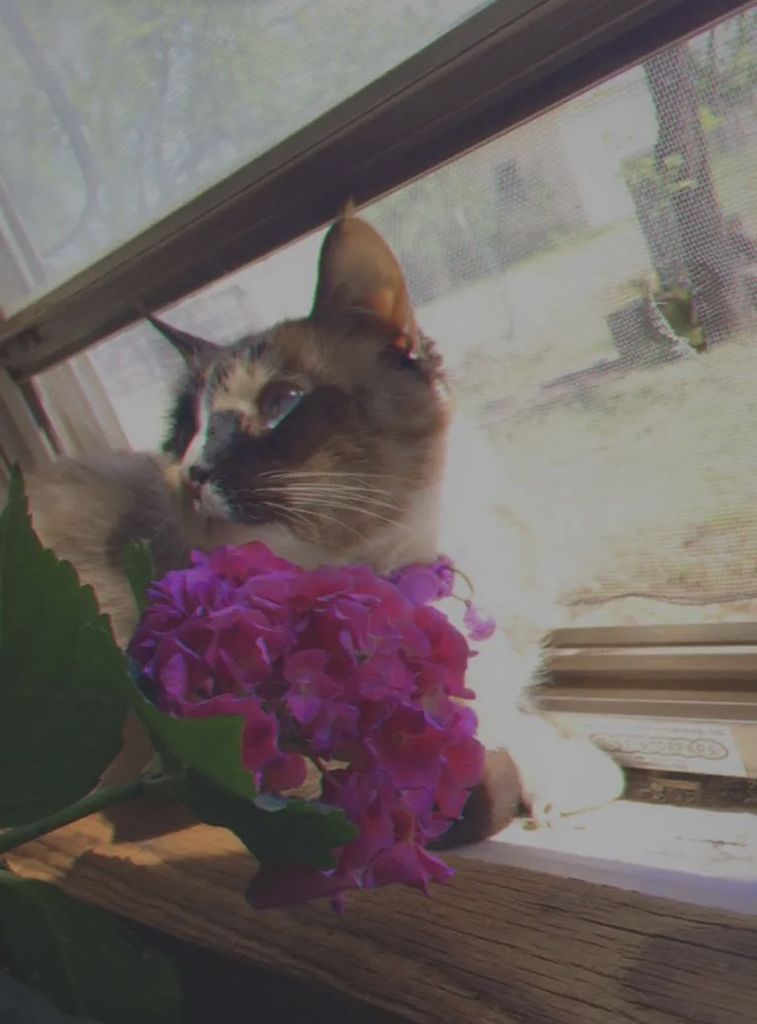 Cotton Profile Photo