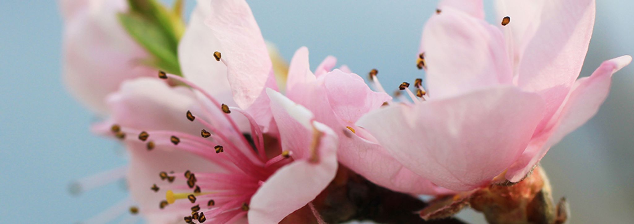 Cover photo for Peggy Ann Mcdonald's Obituary