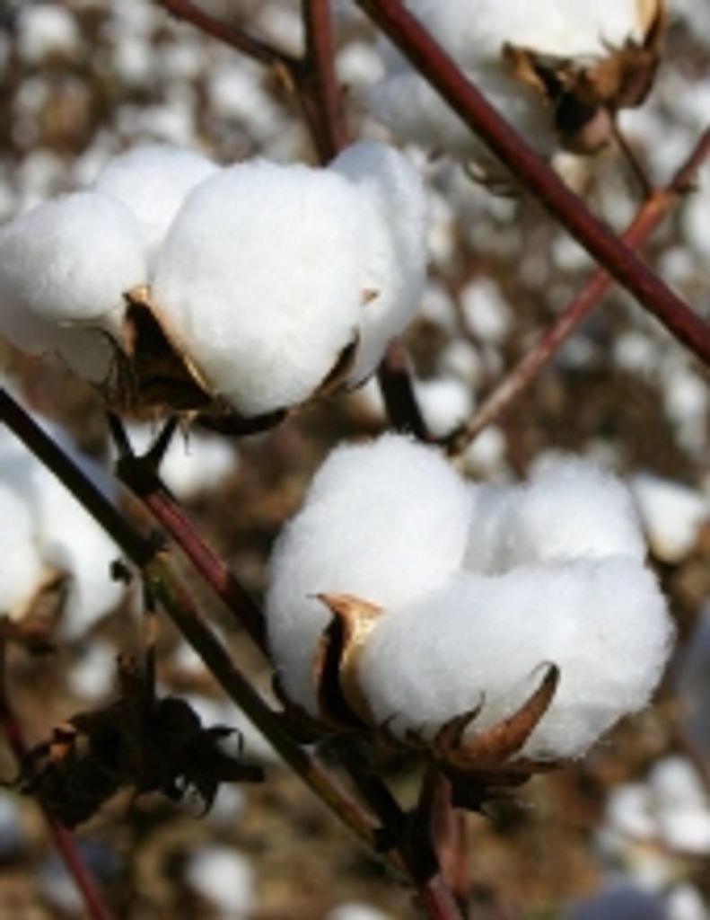 David Roy Smith -Gfh