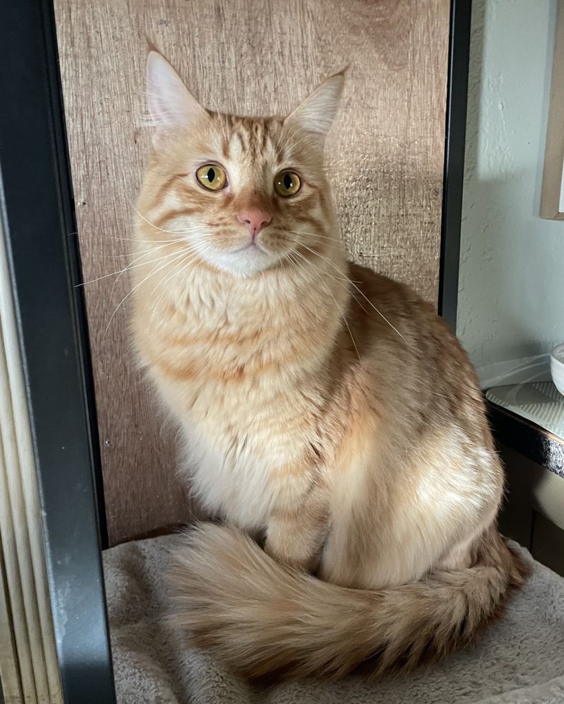 Brother Cat Profile Photo