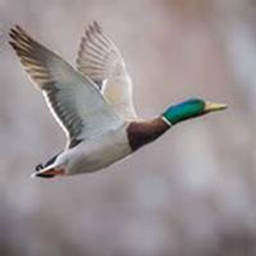 Jimmy  Wayne Green