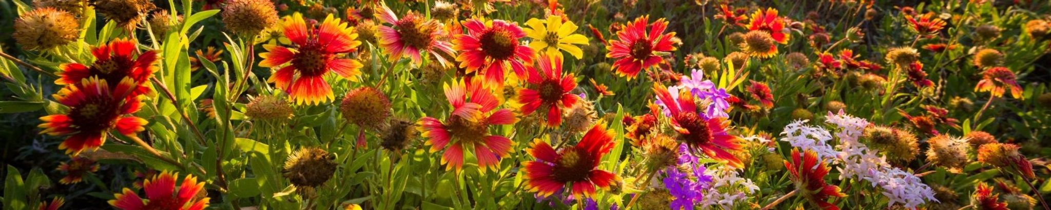 Cover photo for Sandra Darlene Barnes's Obituary