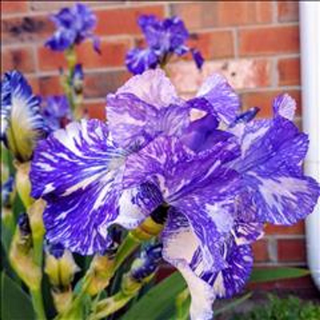 Tellia Ann Watson Profile Photo