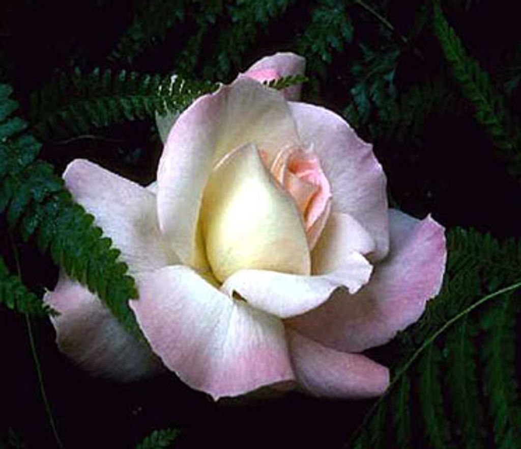 Doris C. Croley Profile Photo