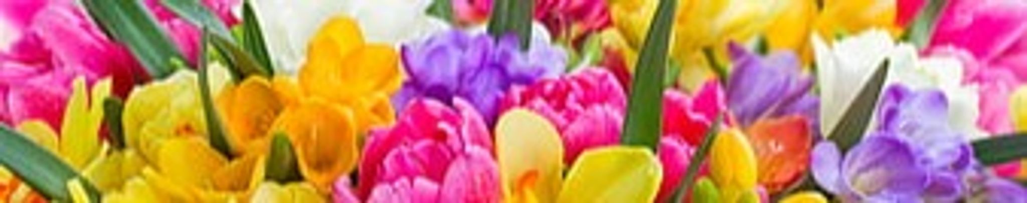 Cover for Pat Shafer's Obituary