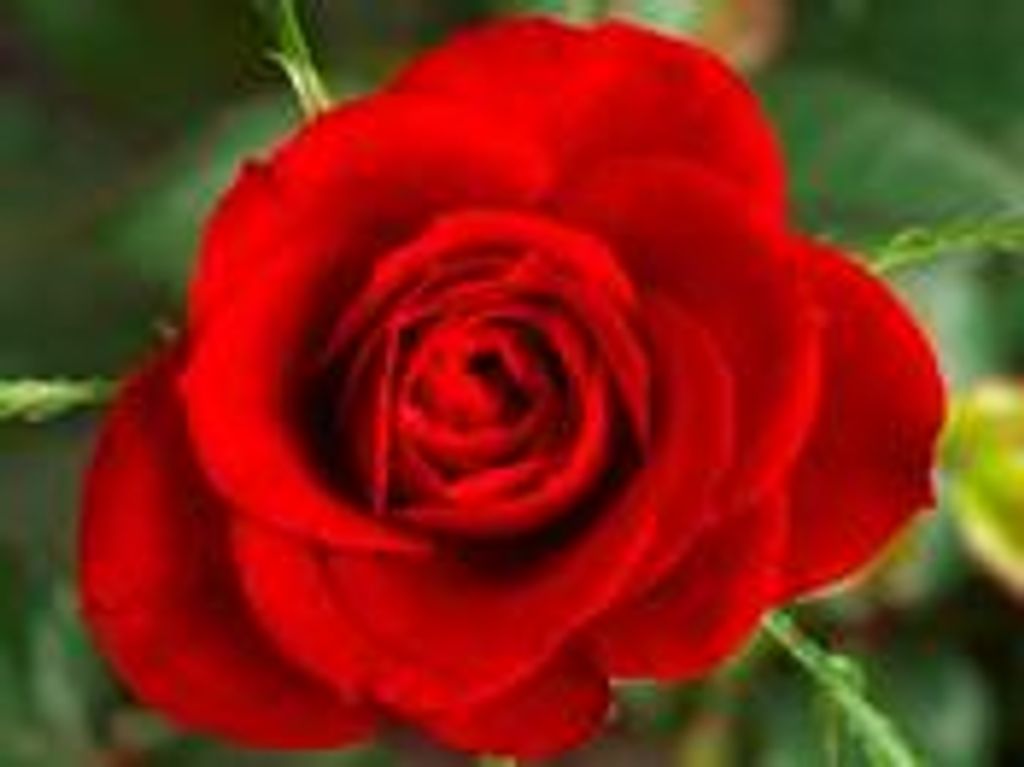 Debbie Bradway Profile Photo