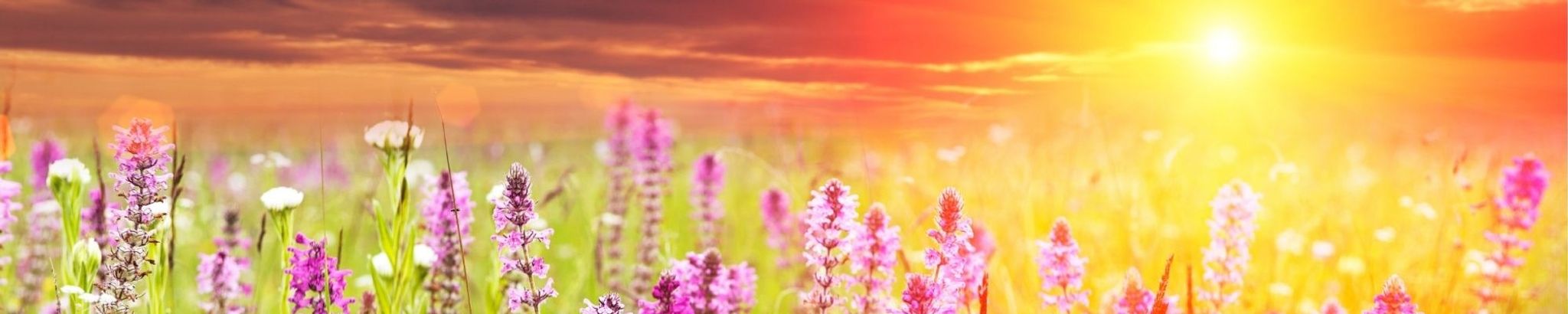 Cover for Elliot May Adams's Obituary