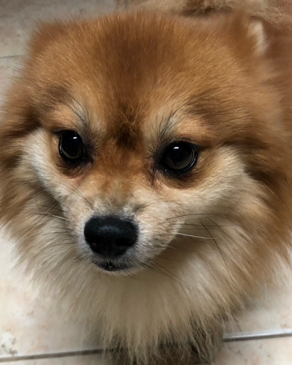 Brownie ?'s obituary image
