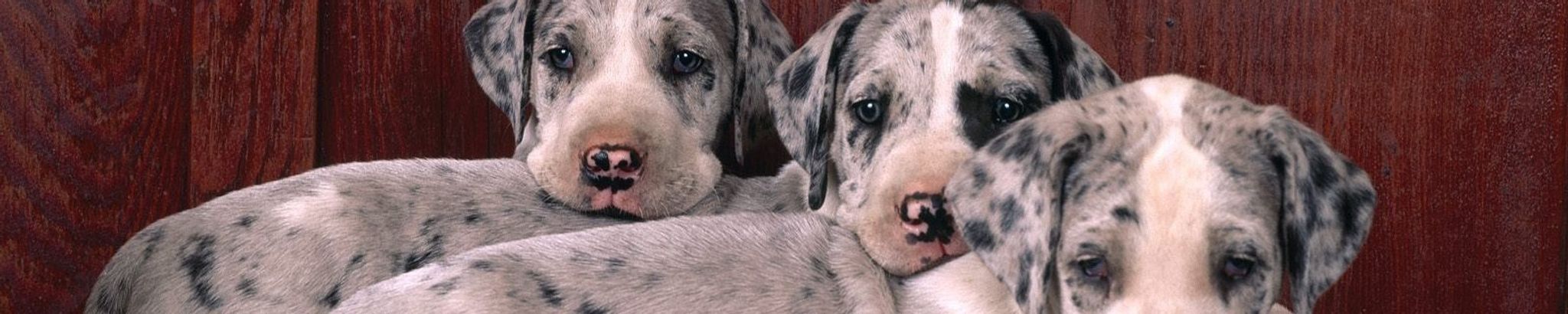 Cover for Lori B. Wallace's Obituary