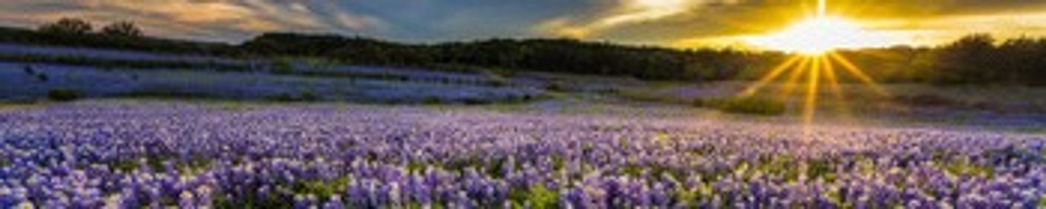 Cover for Patricia Scott's Obituary