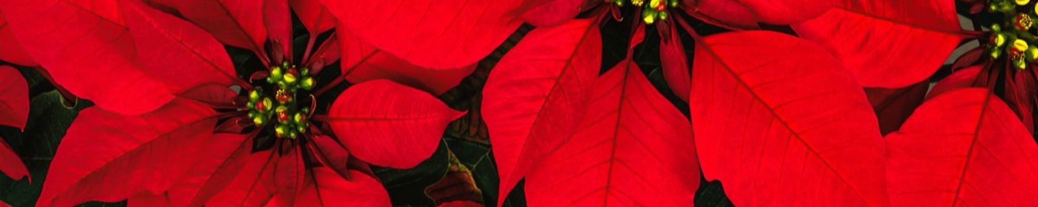 Cover for Sandra Gayle Key Carr's Obituary