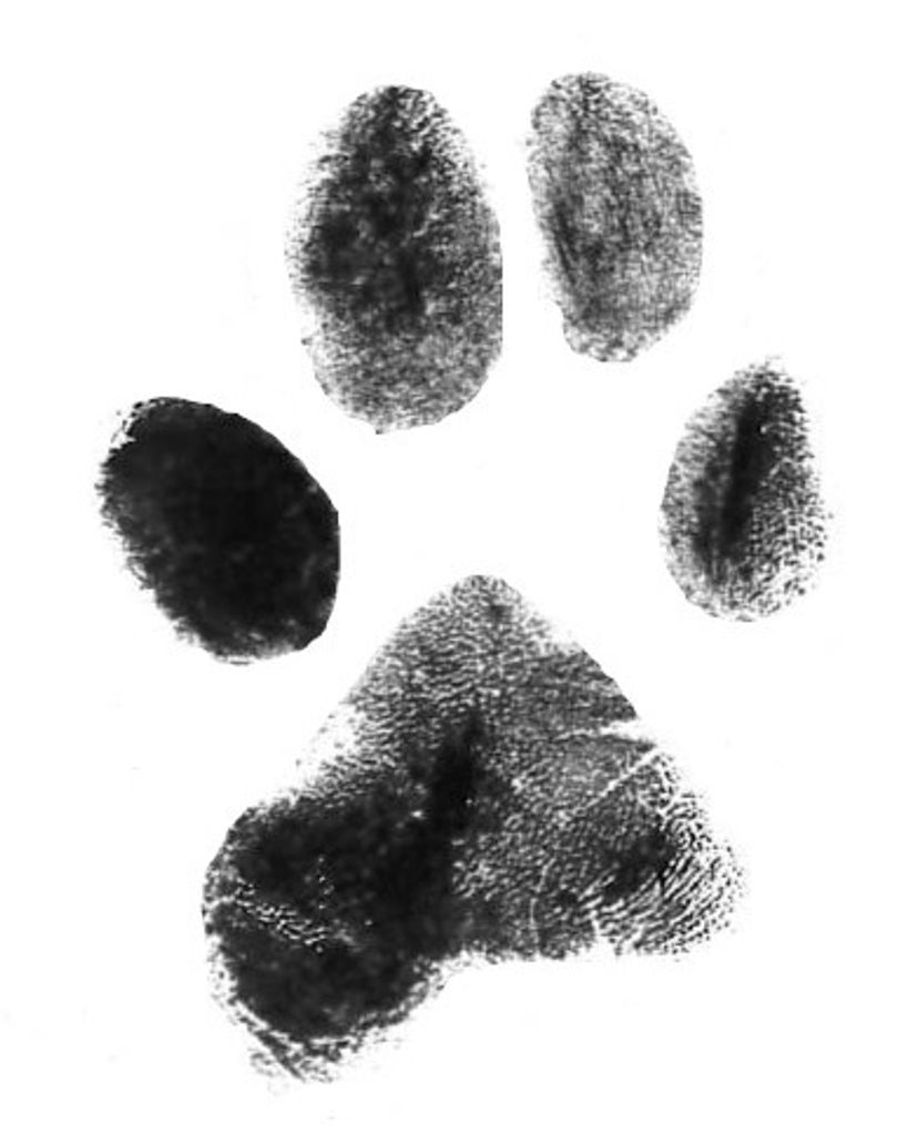 Bodie Crooks Profile Photo