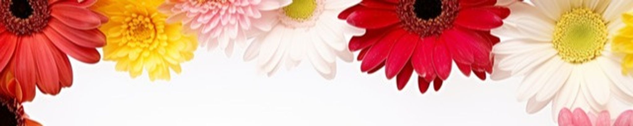 Cover photo for Regina J. McDonald's Obituary