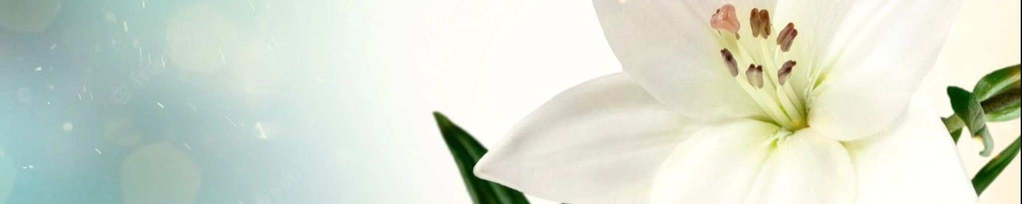 Cover photo for Katelyn E. Harrington's Obituary
