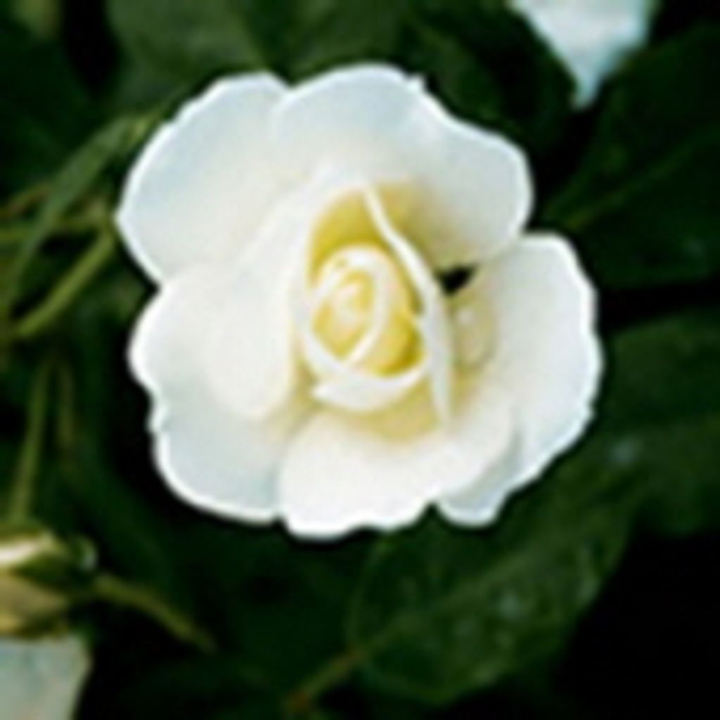 Kathryn B. Whitmer