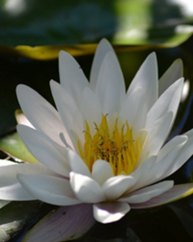 Ofelia Felicidad Galvan Profile Photo