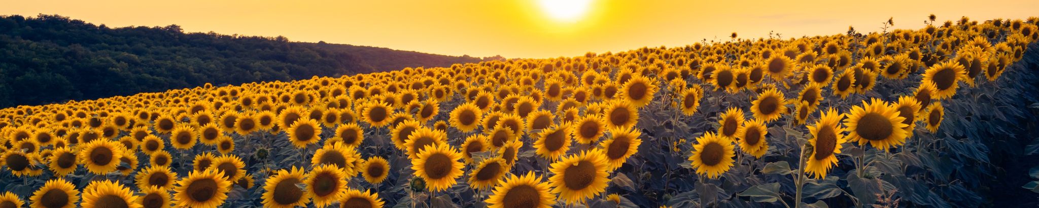 Cover for Renae Pugh Graham's Obituary