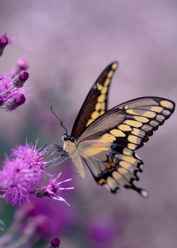 Alice Aberle Profile Photo