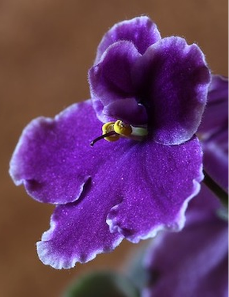 Christina Ann Peterson