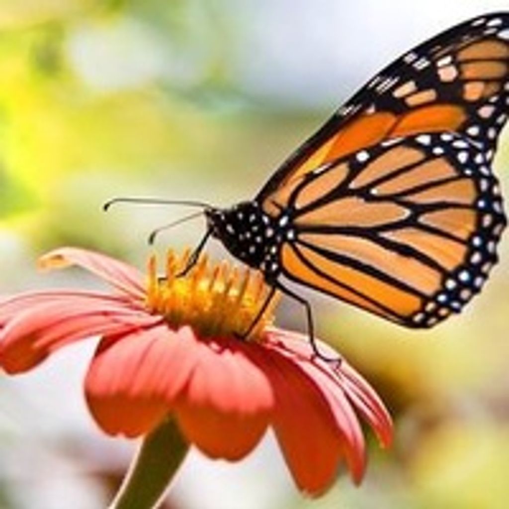 Shelia  Irene Gibson