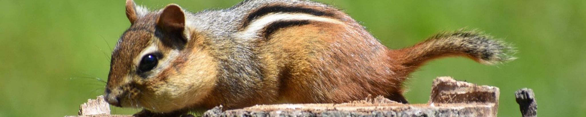 Cover for Ricky McCulloch's Obituary