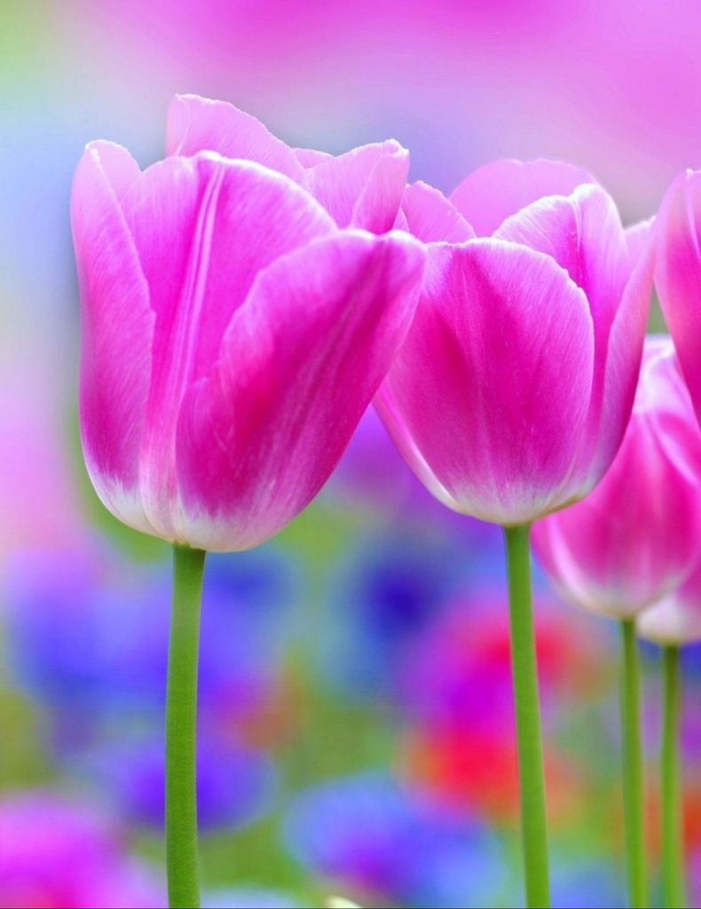 Mary Swaney Profile Photo