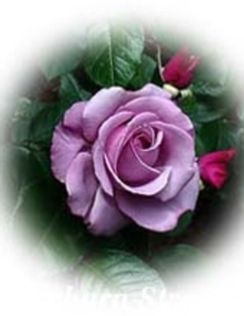 Carolyn Aline Patterson -Glbfh