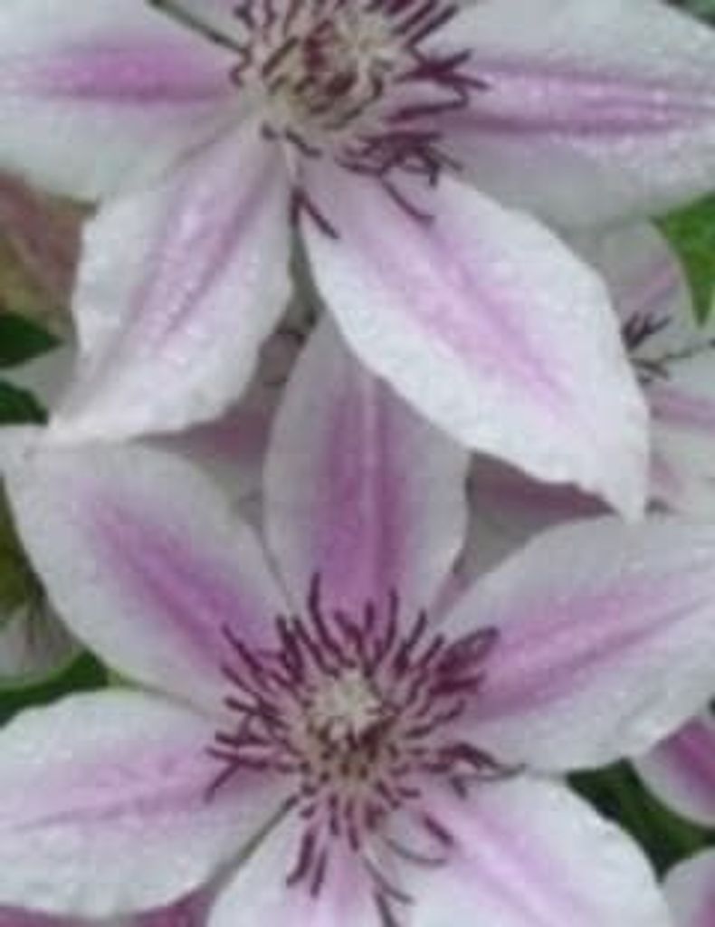 Mack Arthur Ballard Profile Photo