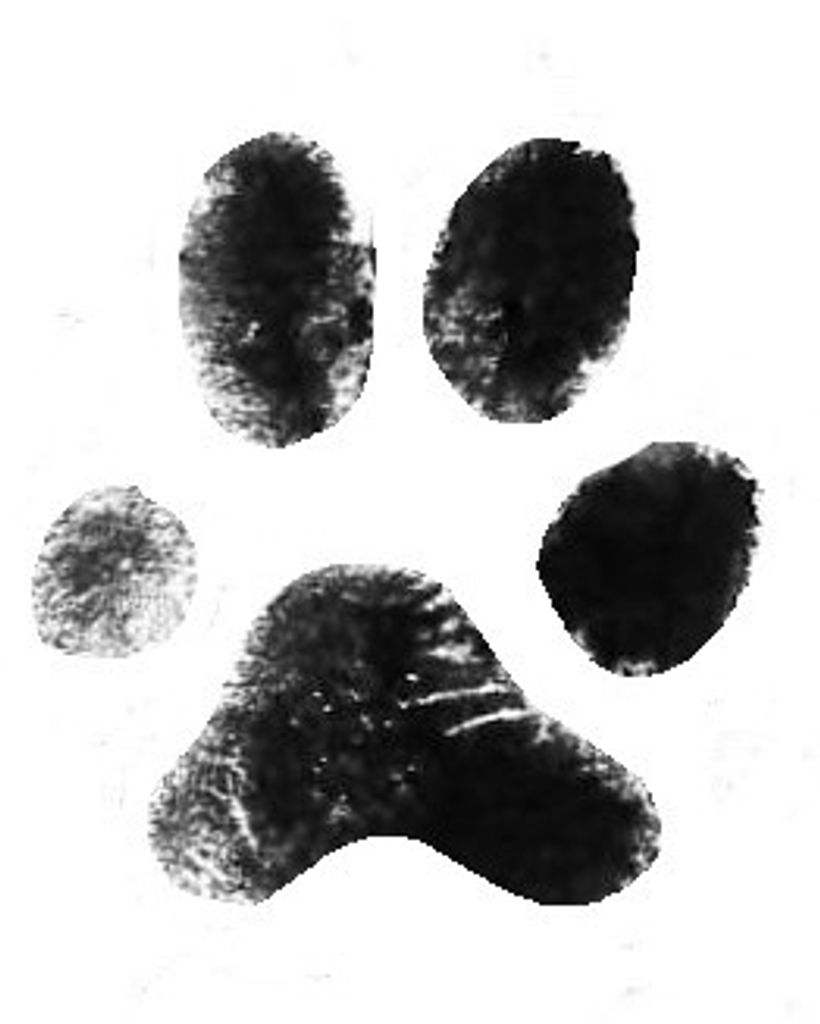 Fluffy Zavala Profile Photo