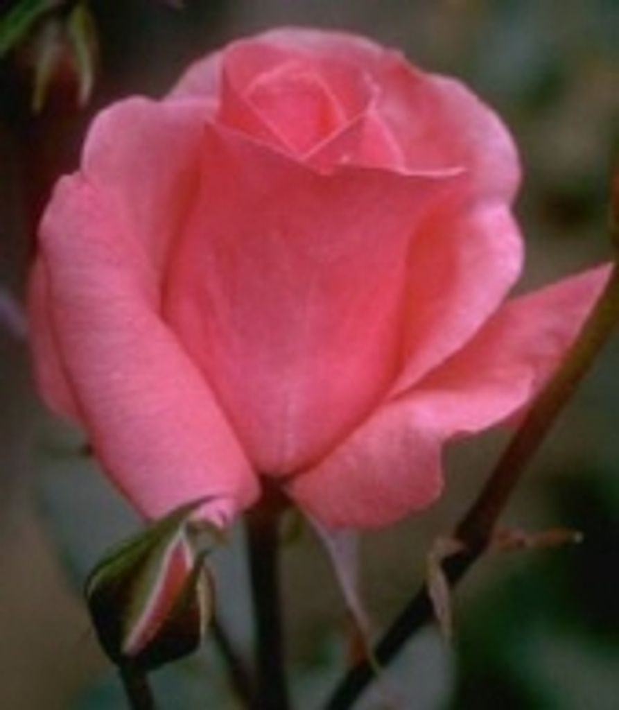 Doris H. Fought