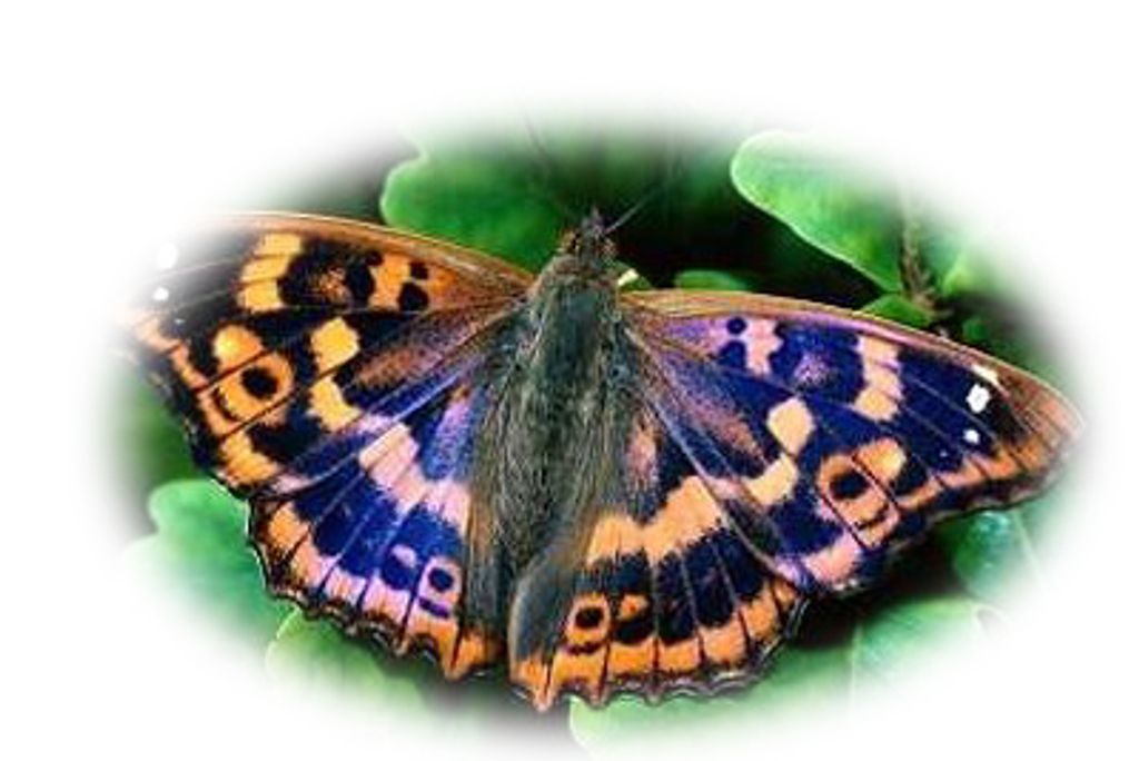 Jami L. (Delaney)  Boylen Profile Photo