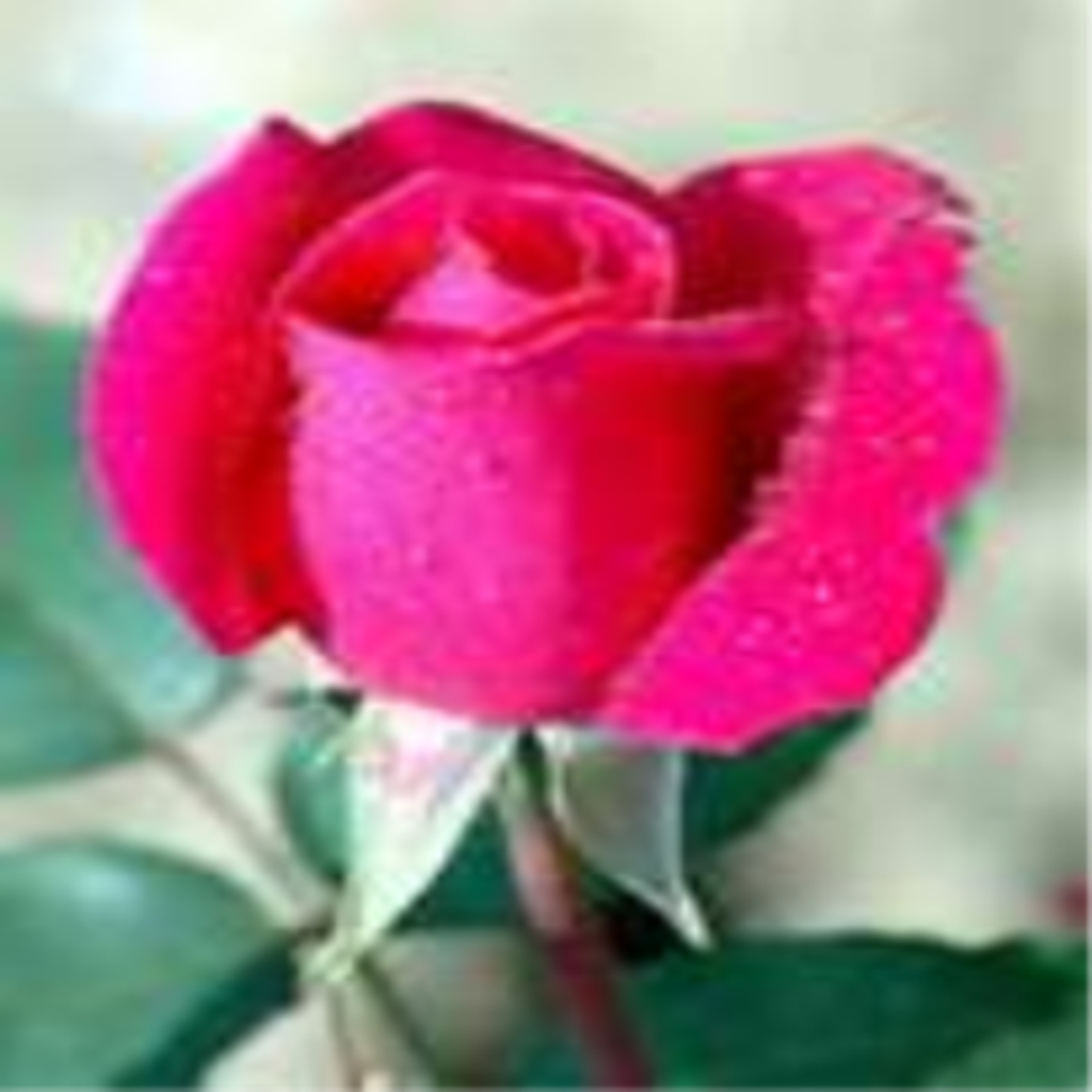 Rose Dork Profile Photo