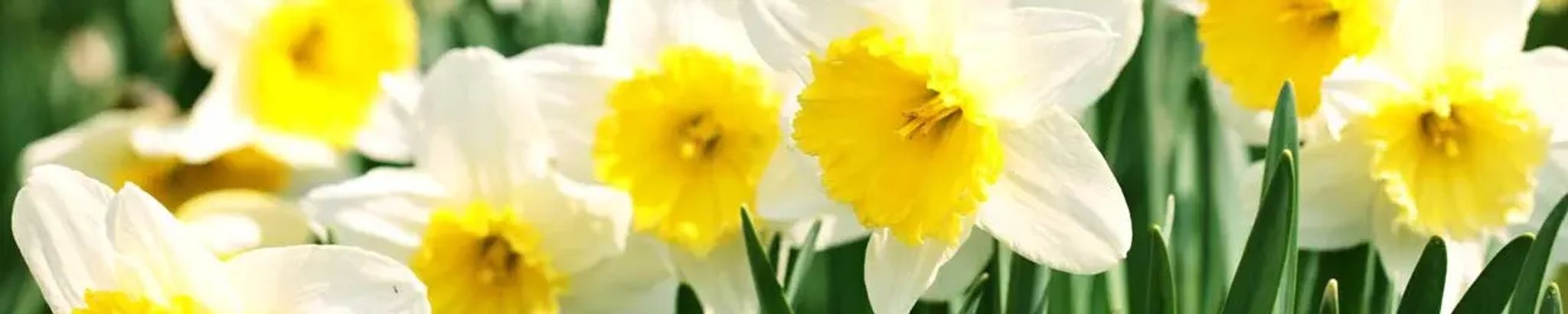 Cover photo for Nell Amelia McKee's Obituary