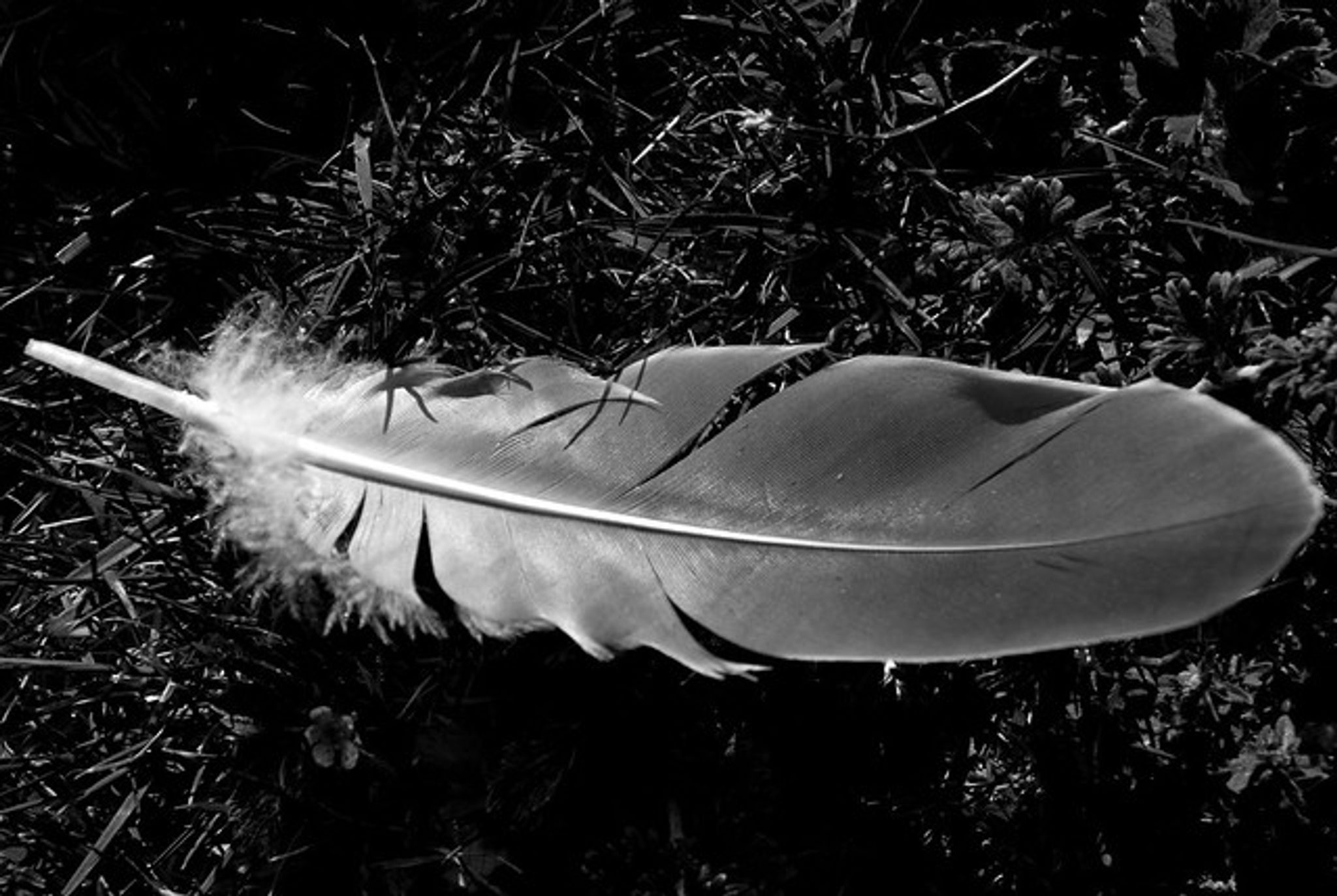 Cover photo for Daniel Ray Flora's Obituary