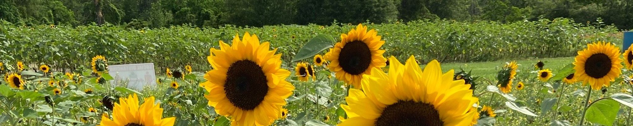 Cover for Jasay F. Ketchum's Obituary