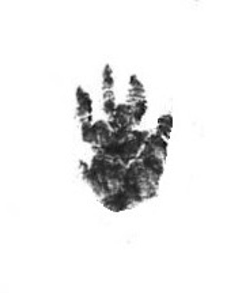 Comet Kaminsky Profile Photo