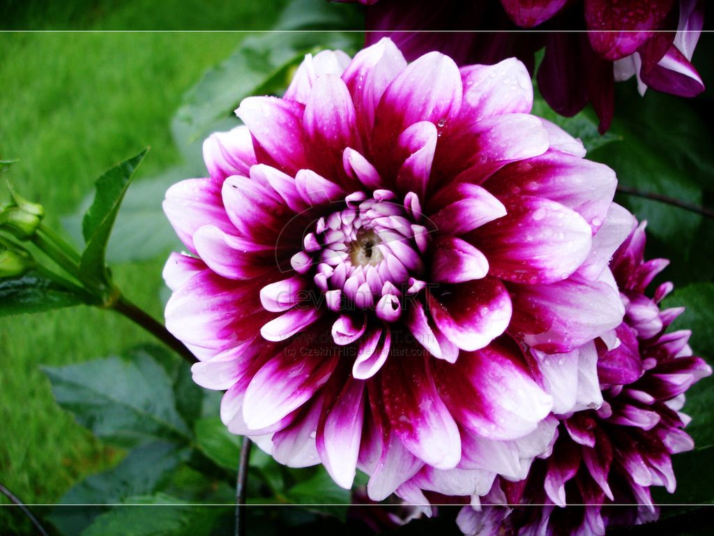 Mary Daniels Profile Photo